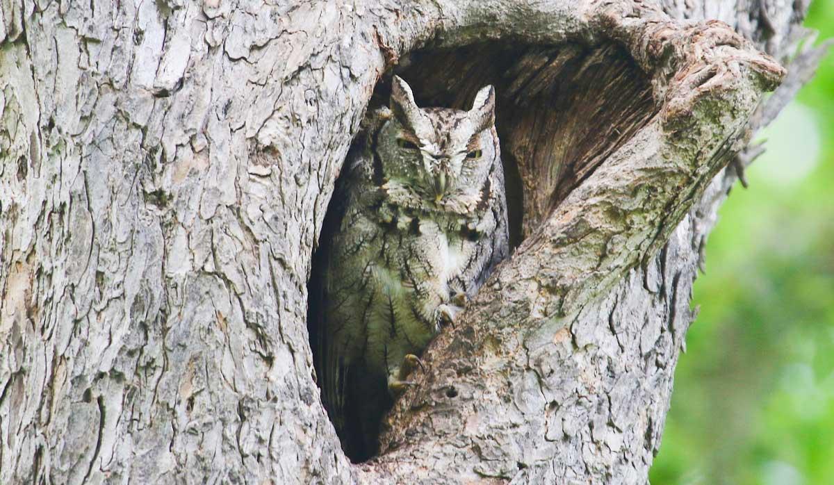 Eastern screech owl