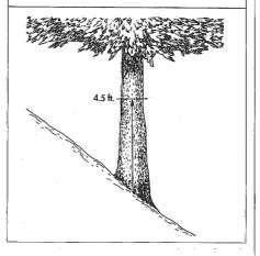 Tree on slope