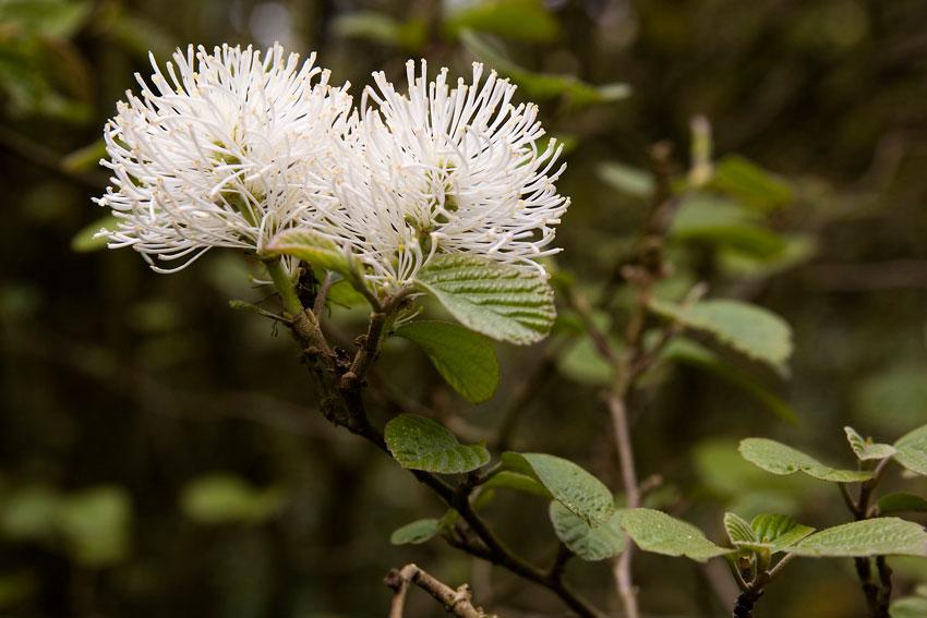 Fothergilla flowers