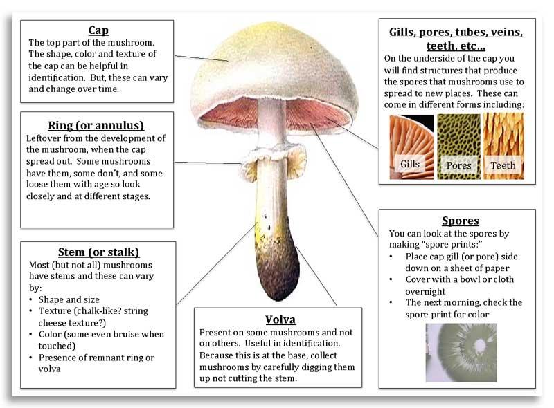 Anatomy of a mushroom