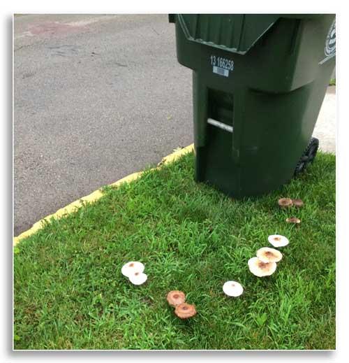 Mushrooms springing up everywhere when conditions are right