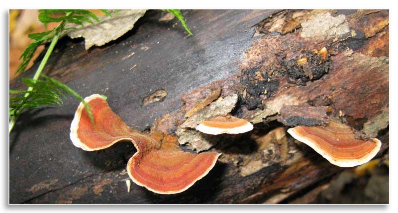 Mushrooms breaking down and feeding on dead wood