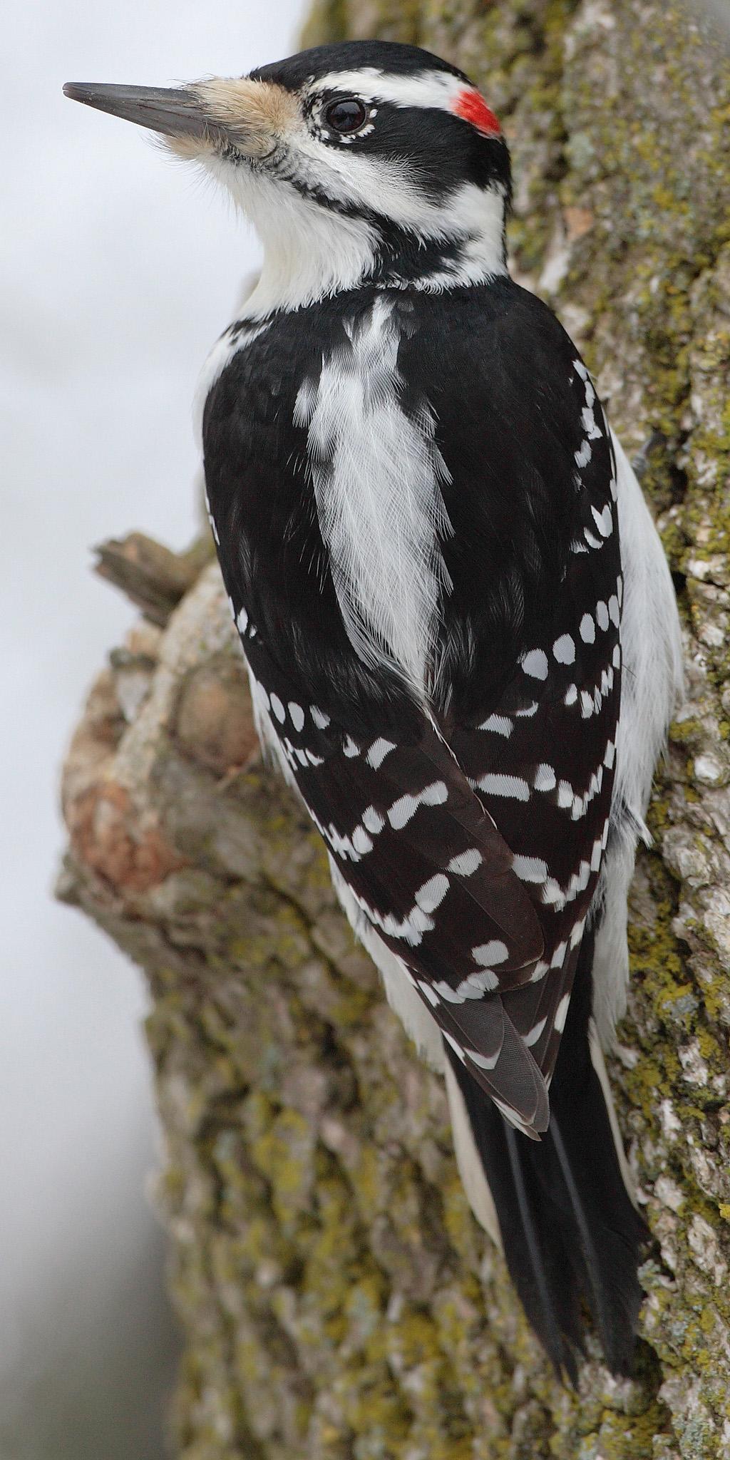 Hairy woodpecker (Leuconotopicus villosus)