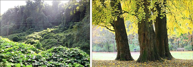 Kudzu forest | Gingko biloba