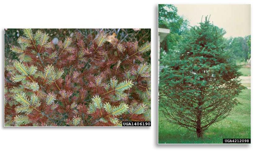 Needles infected with Rhizosphaera turn purplish brown during summer