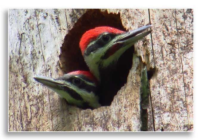 Pileated woodpecker (Dryocopus pileatus) nestlings in excavated cavity