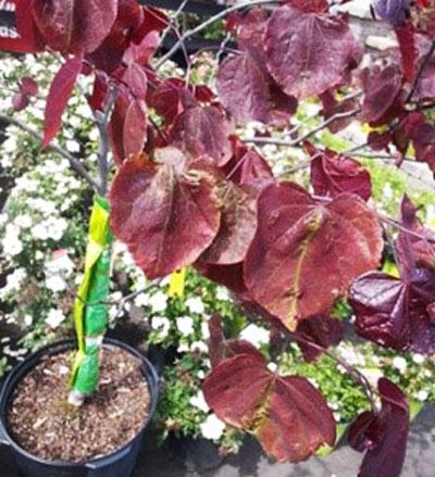 Purple-leaf redbud with malformed leaves