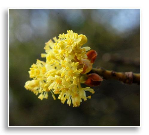 Flowers of sassafras (Sassafras albidum)