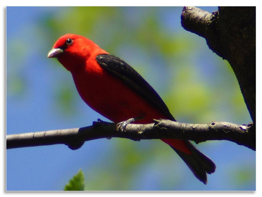 Scarlet tanager