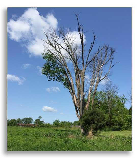 Declining elm tree (Ulmus americana) in meadow provides habitat for animals with minimal risk to humans.