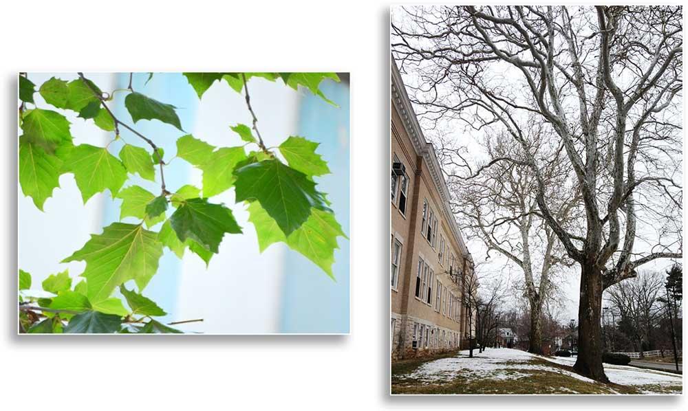 Two sycamore trees near Scovell Hall on University of Kentucky campus