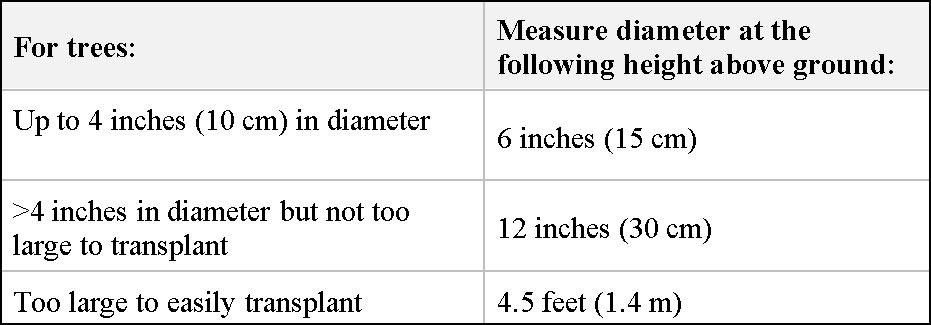 Measuring tree diameter for different sized trees