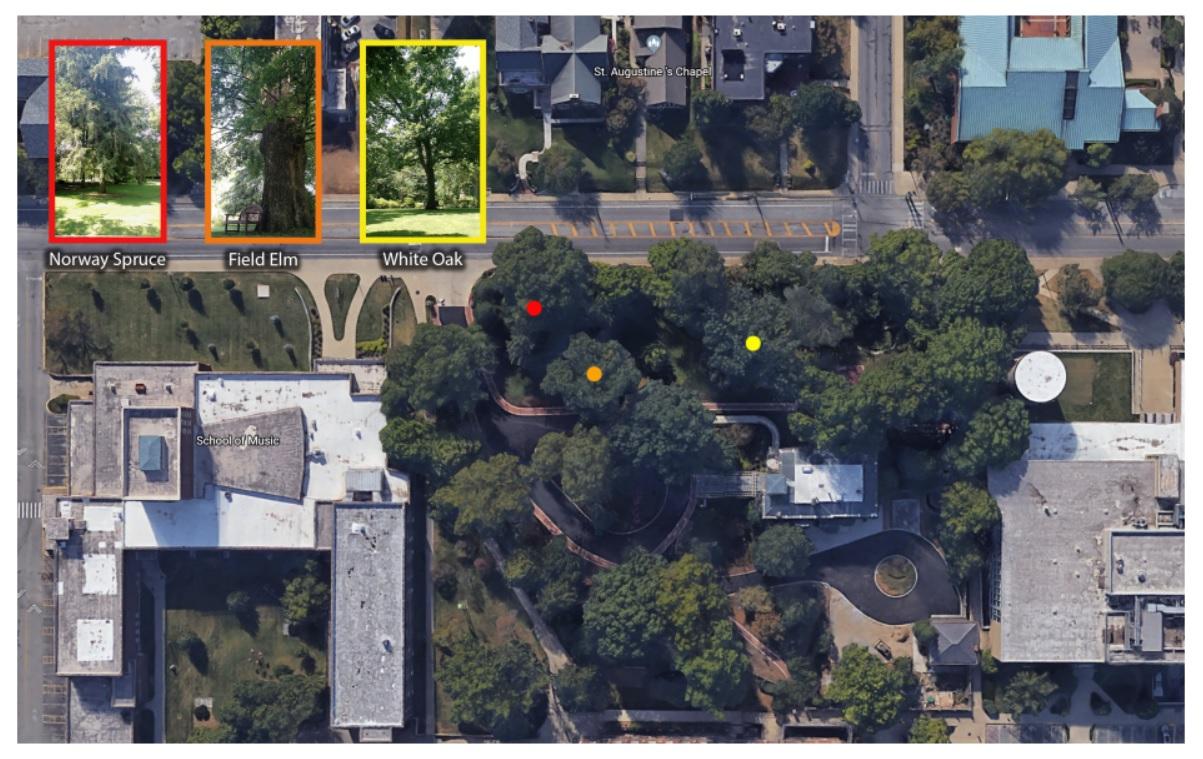 Map of three trees on a campus tree walk