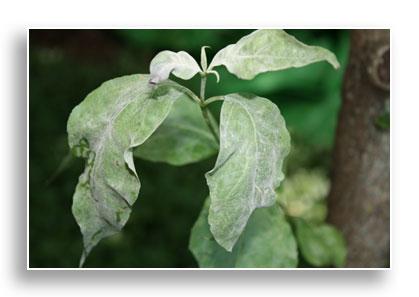 White powdery fungal growth of powdery mildew on dogwood