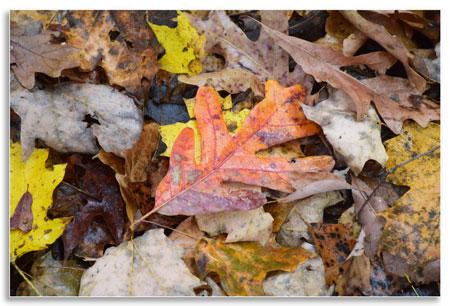 Fresh leaf litter