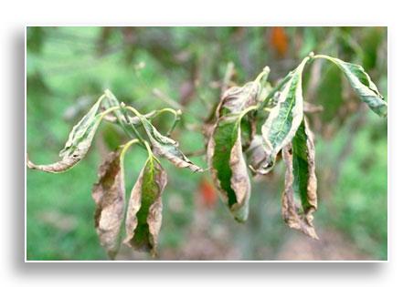 Cupping, curling dropping leaves is an advanced symptom of dogwood powdery mildew