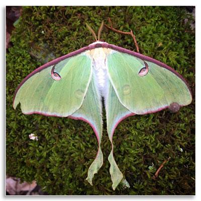 A luna moth