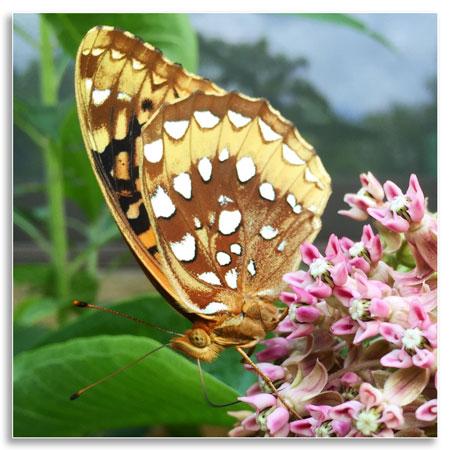 Great spangled fritillary