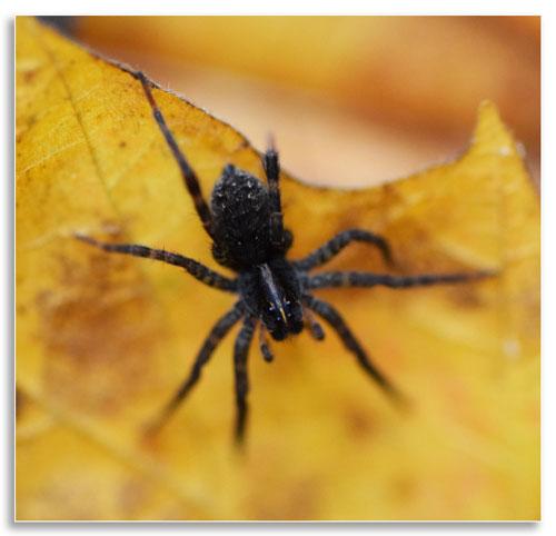 An immature wolf spider on a fallen leaf