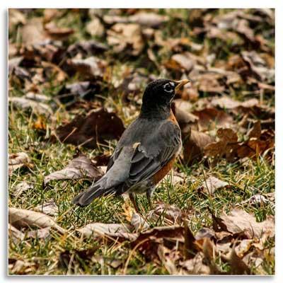 A robin searching for insects