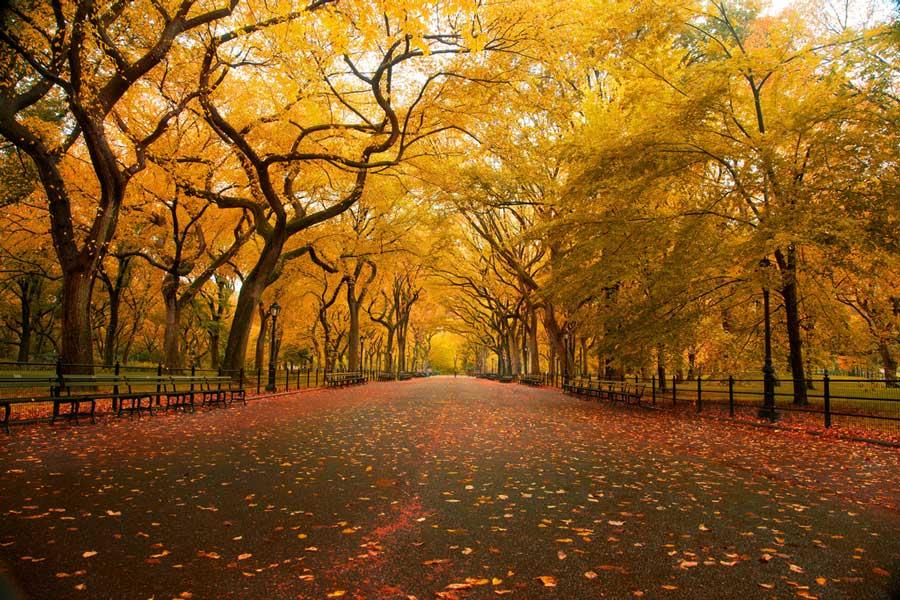 American Elm Walkway