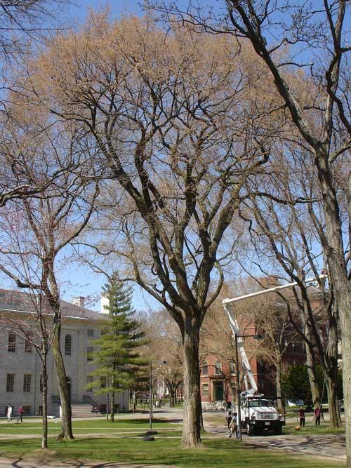 American Elm: 100 Most Common North American Trees