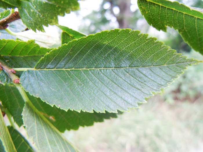 American Elm Foliage