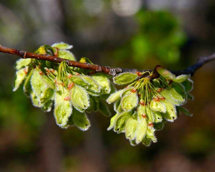 American Elm Seed