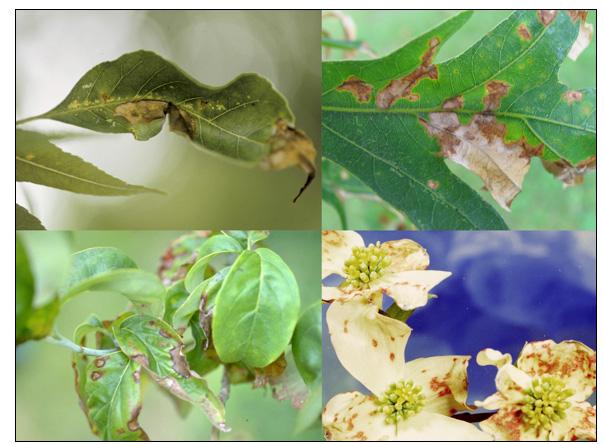 Various tree species with anthracnose; Ash and oak: Joseph O’Brien, USDA Forest Service. Dogwood leaves: John Hartman, University of Kentucky.  Dogwood flowers: Clemson University- USDA Cooperative Extension Slide Series