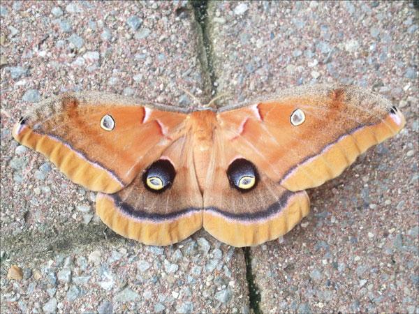 Polyphemusmoth