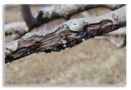 Cankers can provide an overwintering site for plant pathogens