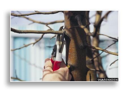 Pruning off diseased branches at the base