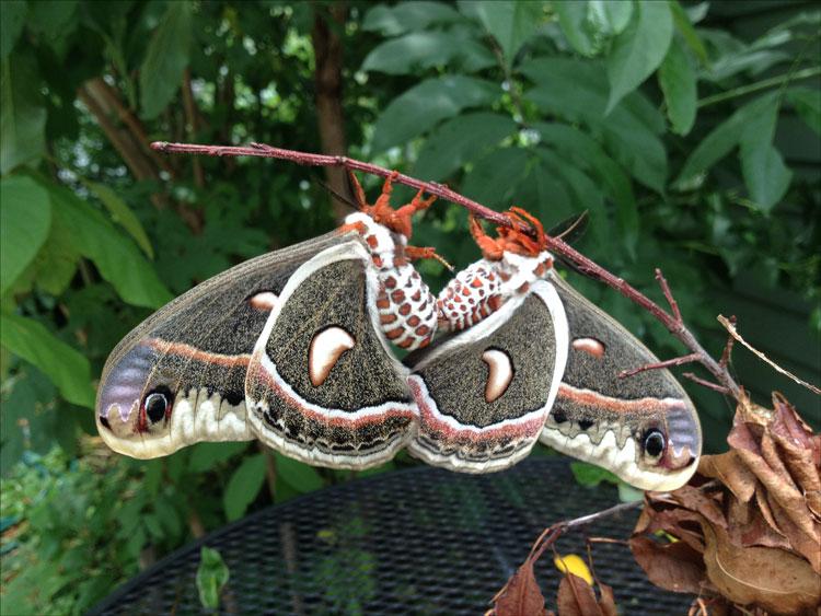 Cecropia moths mating