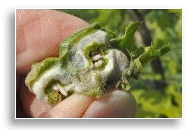 Gnarled oak leaf gall