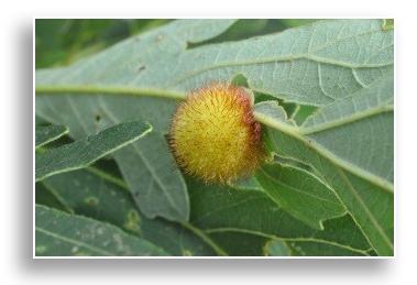 Hedgehog gall