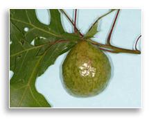 Oak apple gall