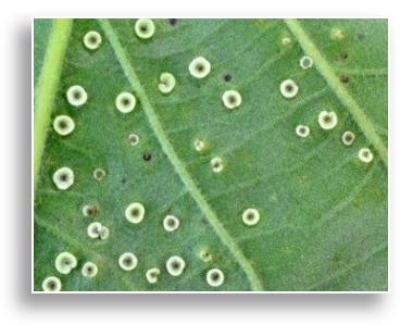 Oak spangle galls