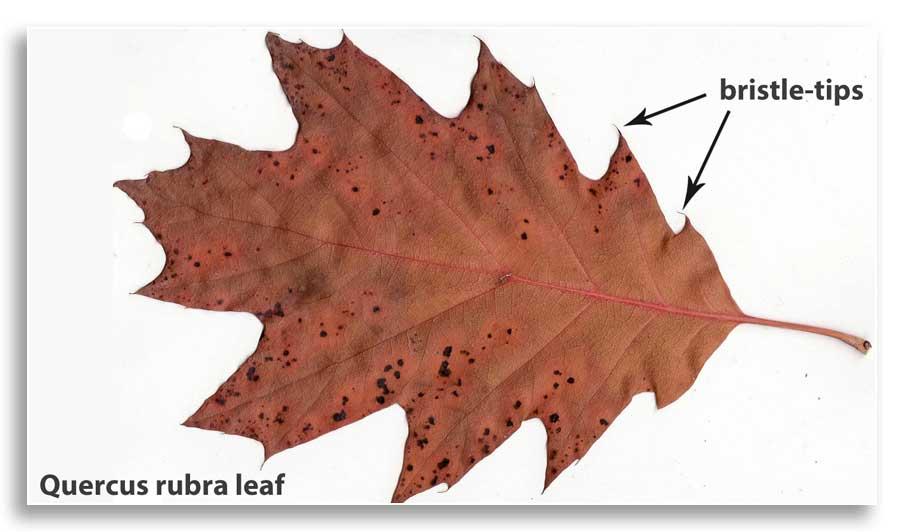 Red oak leaf - modified with added labels