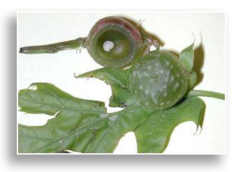 Roly-poly or succulent oak gall