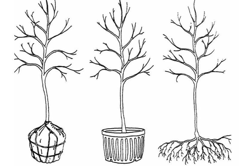 Bare root, container and balled and burlapped tree
