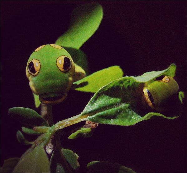 Spicebush swallowtail caterpillars