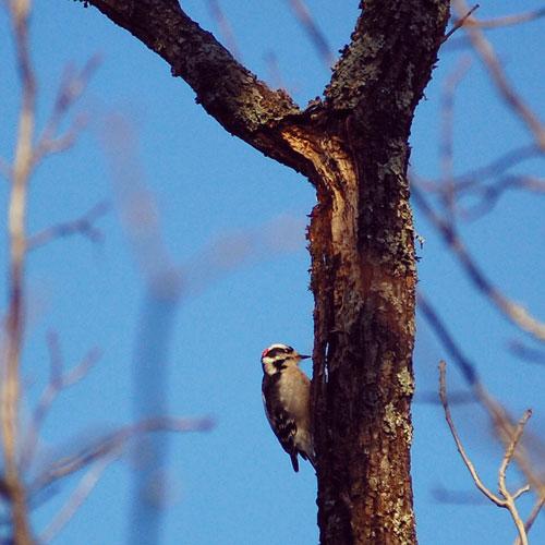 Downy woodpecker