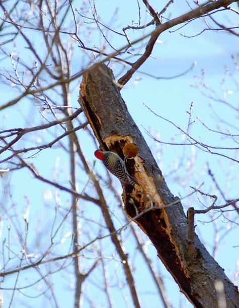 Yellow-bellied sapsucker holes on a bitternut hickory