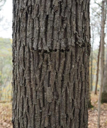 Red-bellied woodpecker tending to a nest