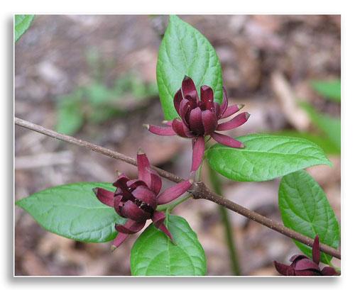 Sweetshrub