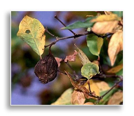 Calycanthus floridus