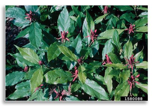 Eastern sweetshrub