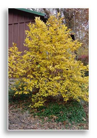 Eastern sweetshrub