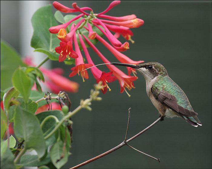 Trumpet honeysuckle and female ruby-throated hummingbird