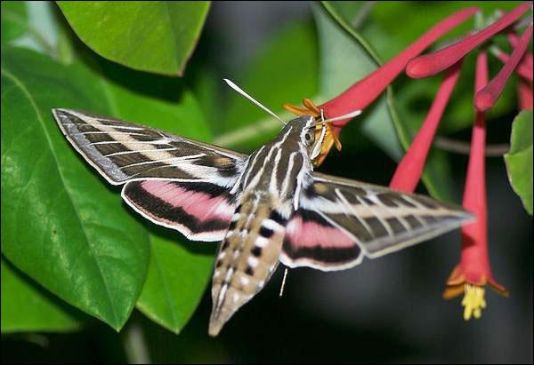 Lonicera sempervirens & White-lined sphinx moth